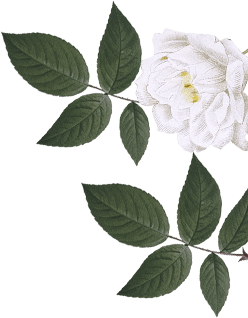 Flor branca