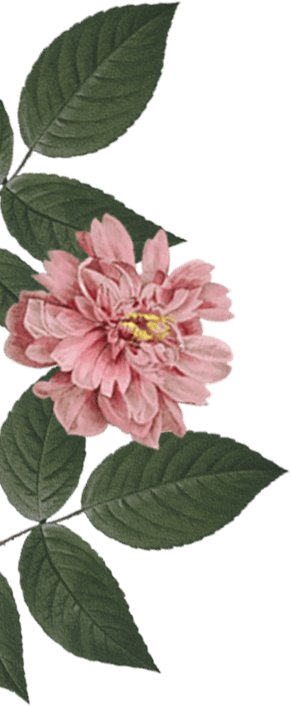 Flor rosa